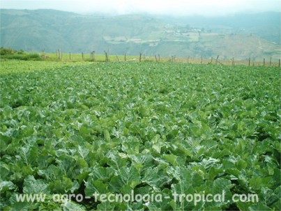 Cultivo de coliflor en los andes venezolanos